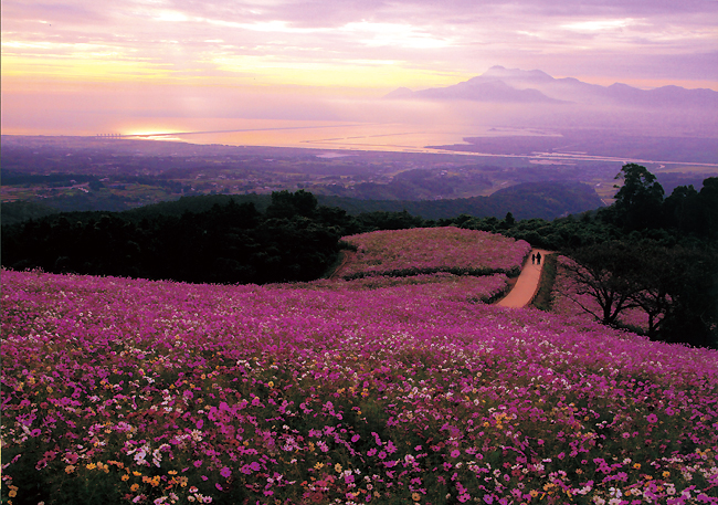 「夜明けの秋桜高原」 広田和夫 (山口県宇部市)