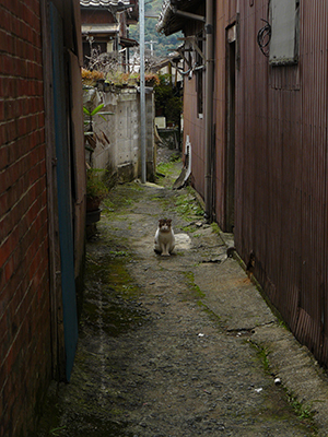 「茂木の路地猫」前田梓（千葉県）