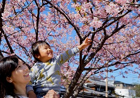 「一足速い桜（河津桜）」竹野大志